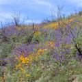 Wildflowers