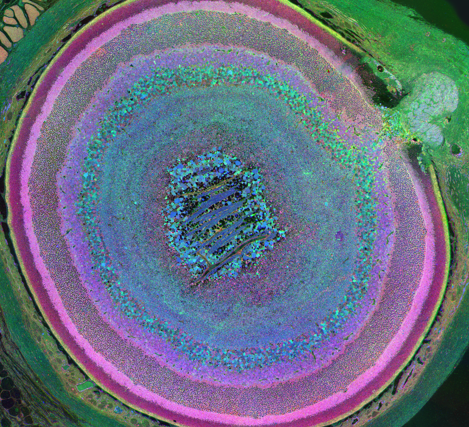 Mouse Eye