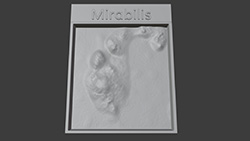 Image of a 3D Mirabilis
