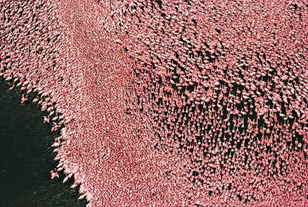 Image of Flamingoes on Lake Nakuru
