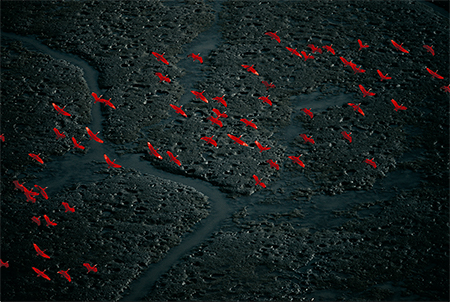 Image of a Flock of Scarlet Ibis